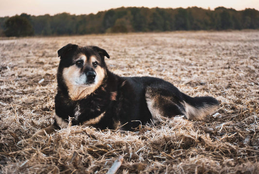 How to Train your Working Farm Dog