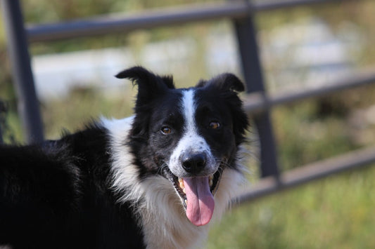 3 safety tips for your working farm dog