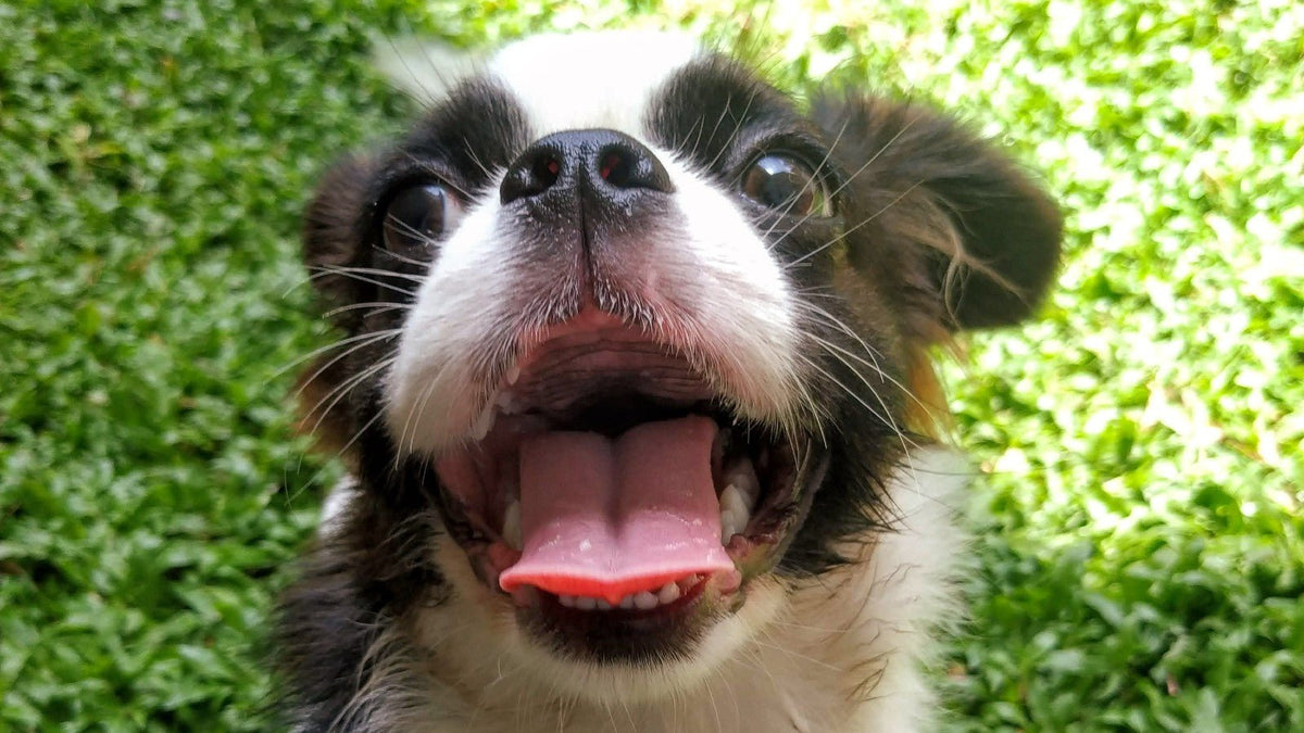 Dog's breath stinks all of sales a sudden