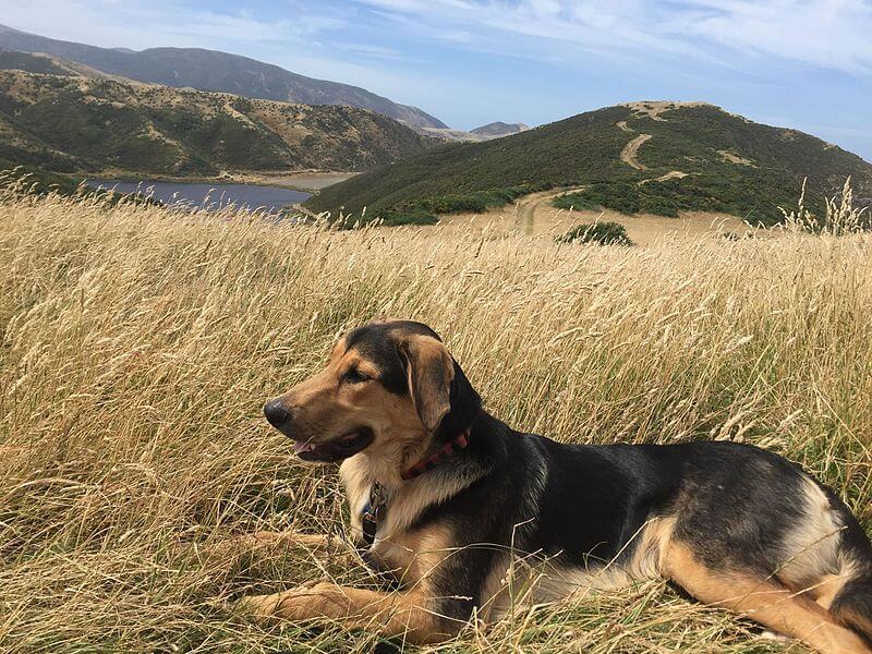 Working Dog Breed of the Month New Zealand Huntaway Wishbone