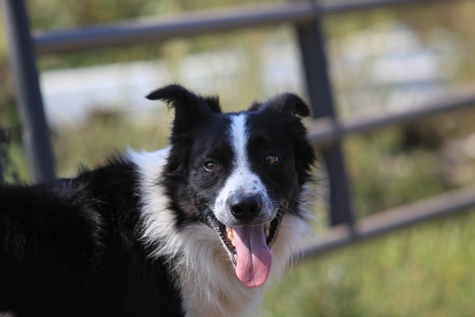 3 safety tips for your working farm dog - Wishbone Pet Foods