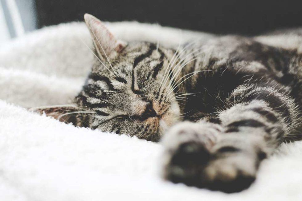 5 crucial care tips for senior cats - Wishbone Pet Foods
