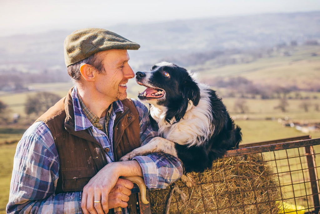 6 recommended working dog breeds for your farm - Wishbone Pet Foods