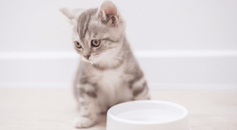 The Top 5 Ways to Keep Your Cat’s Urinary Tract Happy