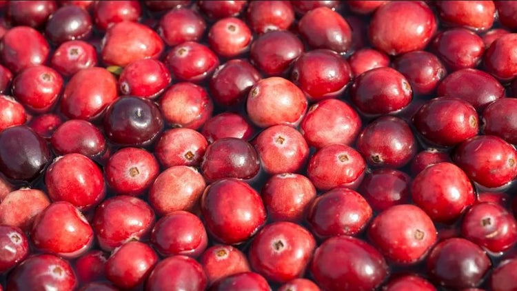 Can Cranberries prevent urinary tract infections in cats? – Wishbone ...