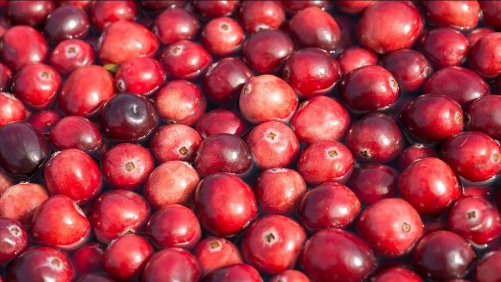 Can Cranberries prevent urinary tract infections in cats? - Wishbone Pet Foods