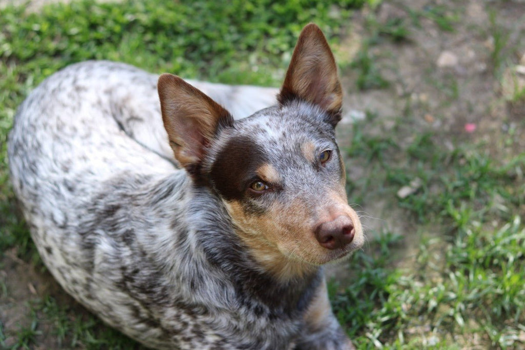 Farm dog facts: What makes the Australian Cattle Dog a great herder - Wishbone Pet Foods