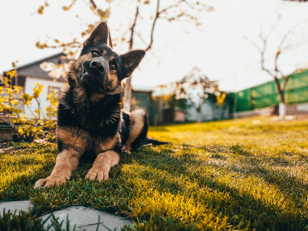 Farm dog facts: What makes the German Shepherd a great herder - Wishbone Pet Foods