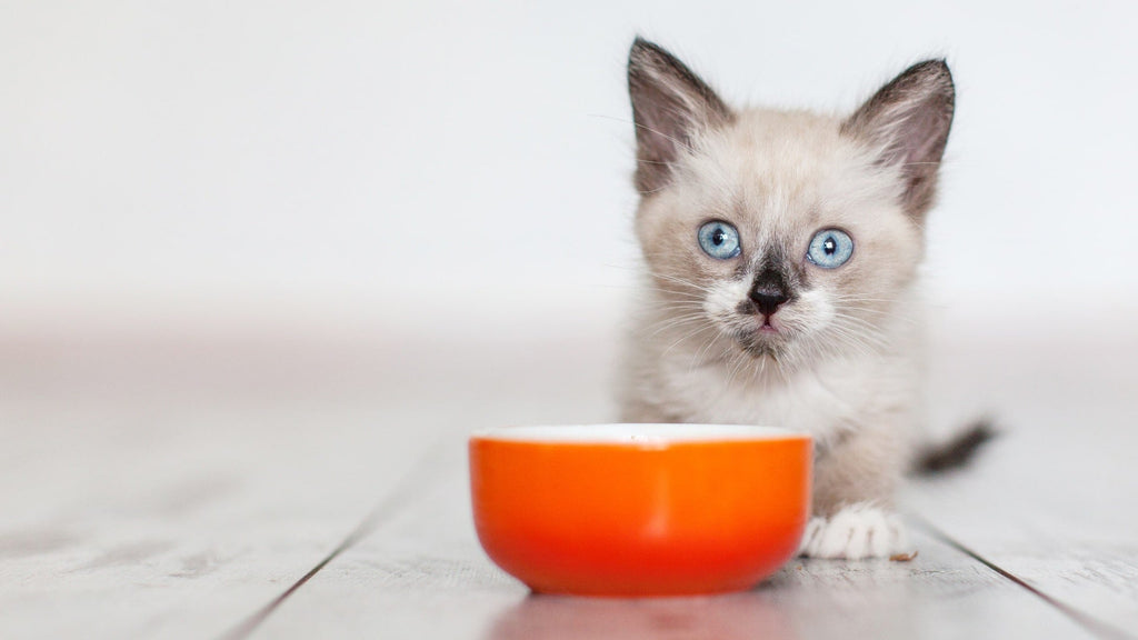 Nourishing Their Future: The Benefits of Wishbone Pet Food for Kittens - Wishbone Pet Foods