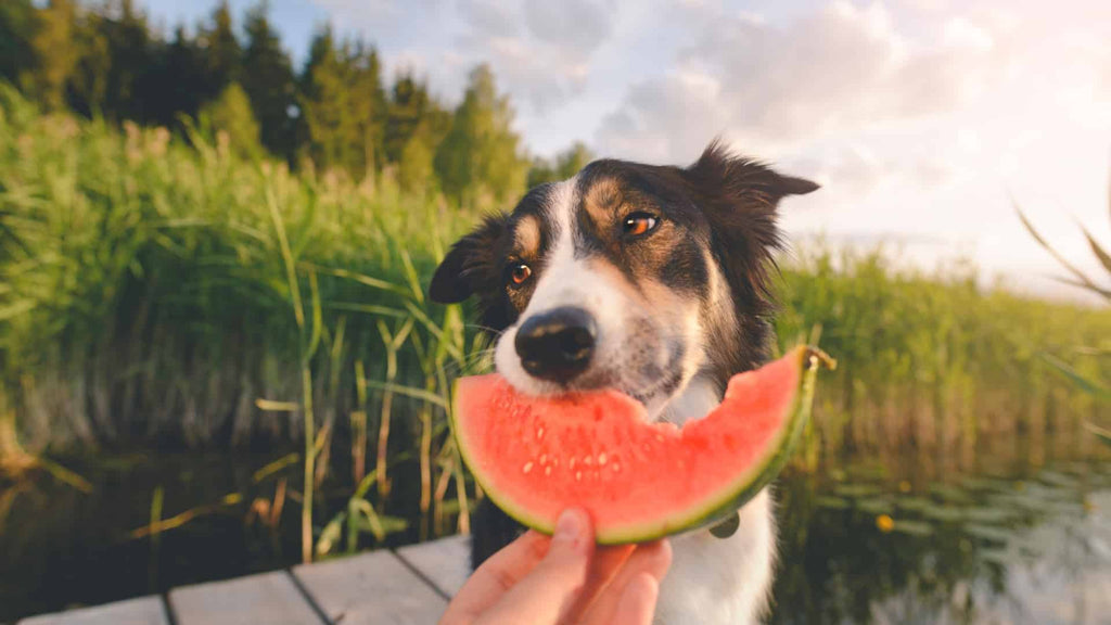 Understanding The Truth About a Dog's Omnivorous Diet - Wishbone Pet Foods